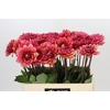 Dahlia Salmon Runner