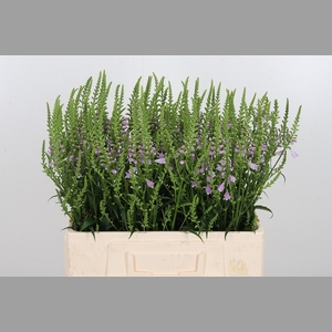 Physostegia Roze