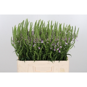 Physostegia Roze