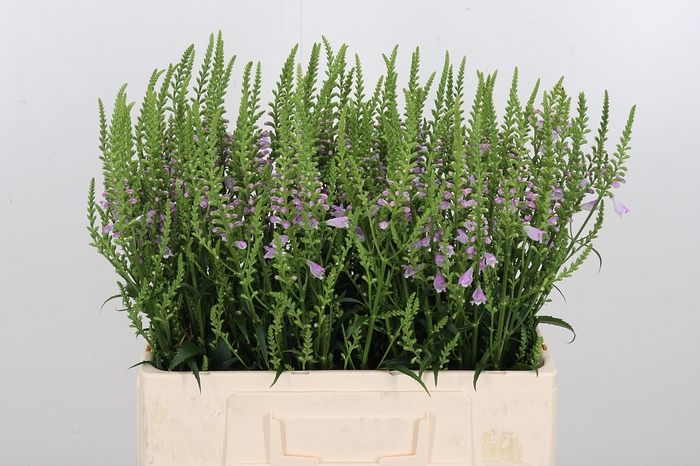 <h4>Physostegia Roze</h4>