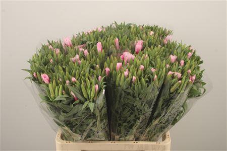 <h4>Clarkia Am Gr Pink</h4>