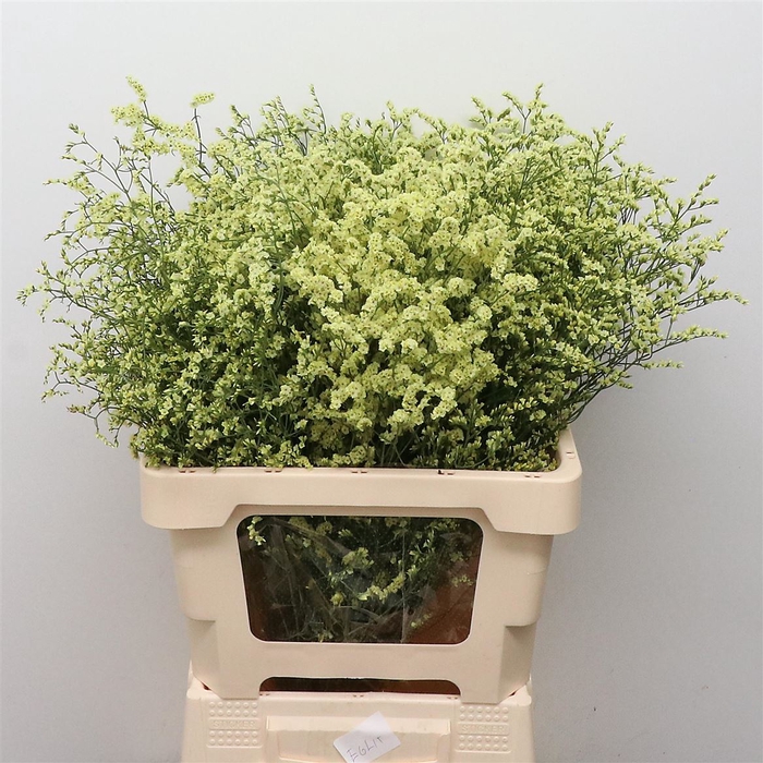 Limonium Joy Yellow