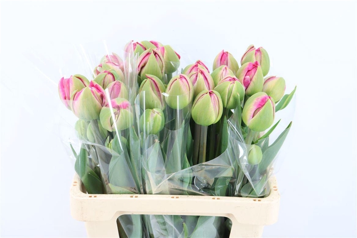 <h4>Tu Du Pinza</h4>