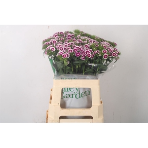 Di Barb Sweet Will Bicolor