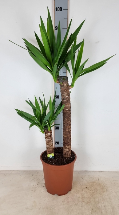 <h4>YUC ELEPHANTIPES</h4>