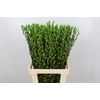 Salix Caprea Snow Flake P. Apple Green