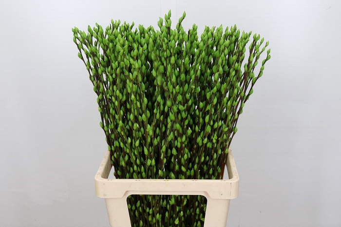 Salix Caprea Snow Flake P. Apple Green