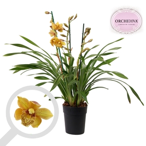 Cymbidium Cora Flor 3-4 tak