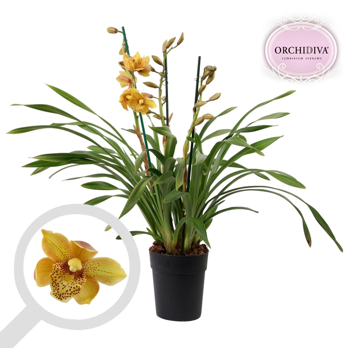 <h4>Cymbidium Cora Flor 3-4 tak</h4>