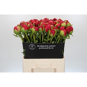 Paeonia Command Performance