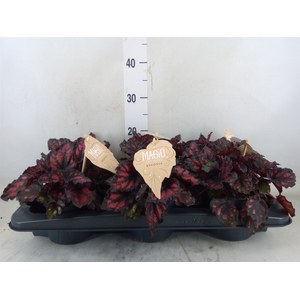 Begonia BD 'MagicColours Etna'