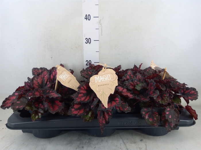 <h4>Begonia BD 'MagicColours Etna'</h4>