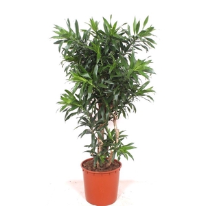 Dracaena