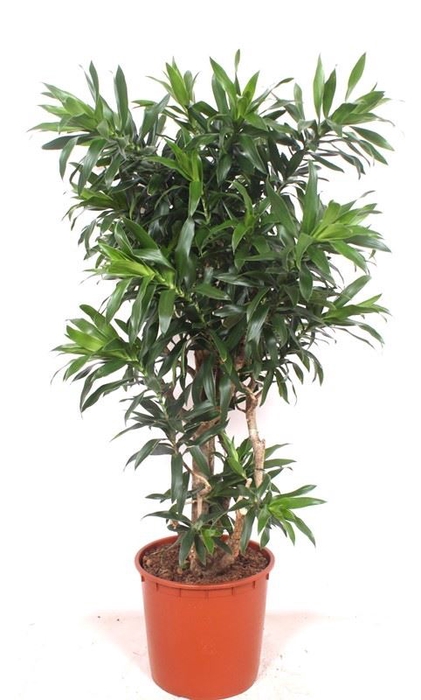 <h4>Dracaena</h4>