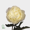 PAEO L MARIE LEMOINE