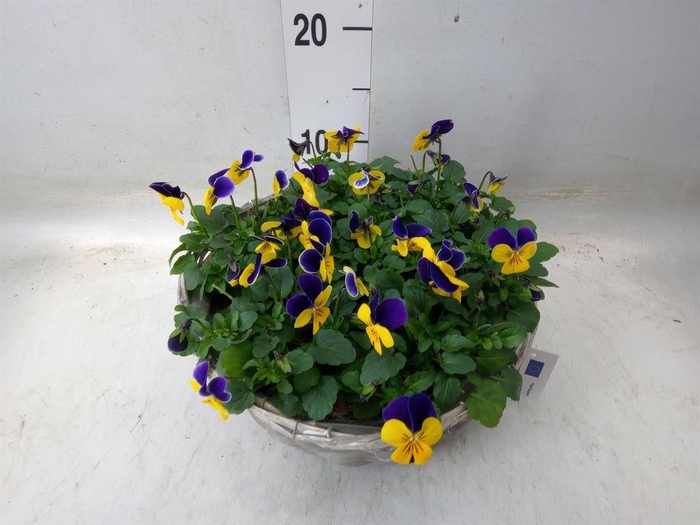 <h4>Viola corn.   ...</h4>