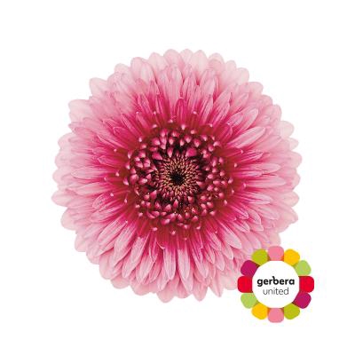 <h4>Germini Pomponi Choochoo Diamond per kaart</h4>