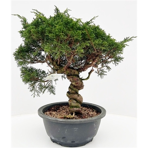 Juniperus chinensis, 22cm, in trainingpot