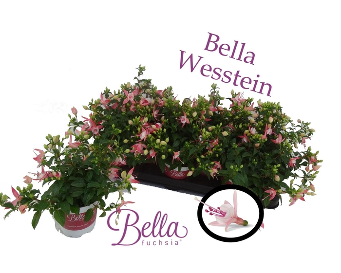 <h4>Fuchsia  'Bella Fuchsia Sophia'</h4>