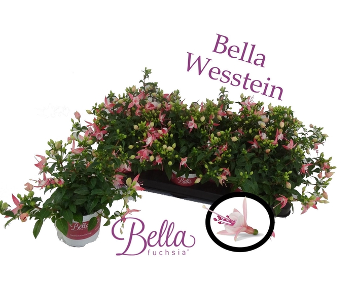 <h4>Fuchsia 'Bella Fuchsia Sophia'</h4>