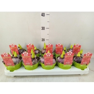 Hyacinthus orie. 'Jan Bos'