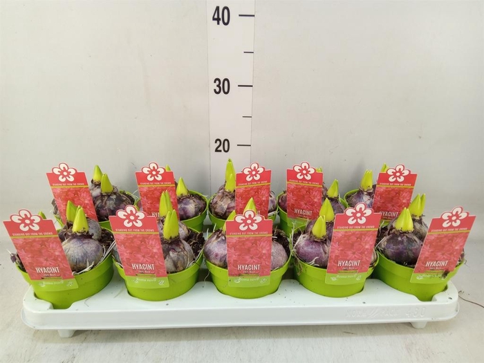 <h4>Hyacinthus orie. 'Jan Bos'</h4>