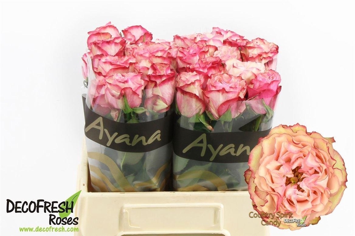 <h4>R Gr Country Candy</h4>