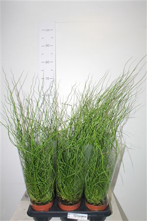 <h4>Juncus Ef Liebeslock</h4>