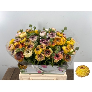 RAN EL YELLOW STRIPE