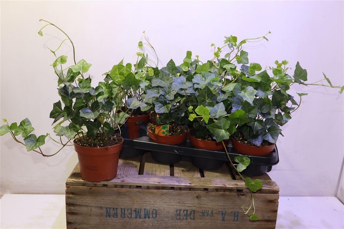 <h4>Hede Hibernica</h4>