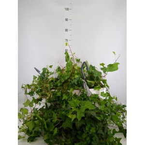 Hedera helix 'Wonder'