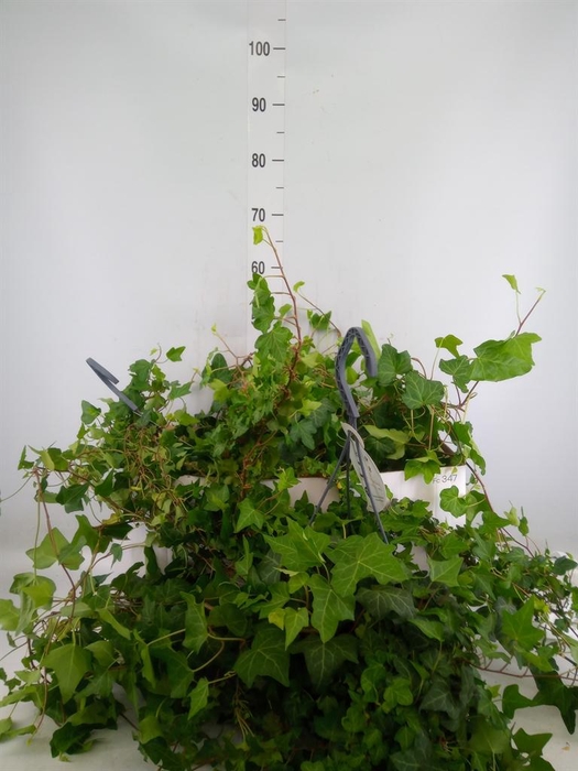 <h4>Hedera helix 'Wonder'</h4>