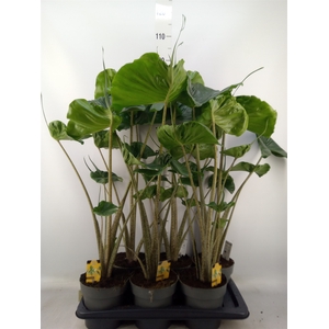 Alocasia macrorrhizos 'Stingray'