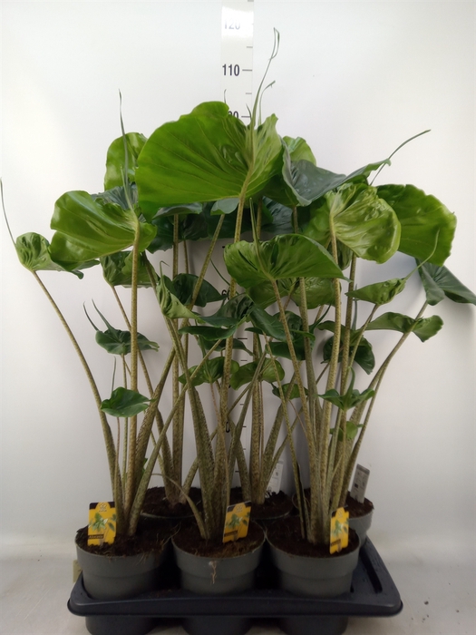 <h4>Alocasia macrorrhizos 'Stingray'</h4>