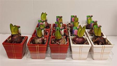 <h4>Arr Hyacinth</h4>