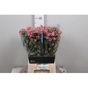 Oxy Bridal Diana Pink