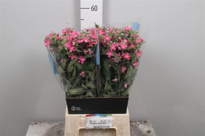 <h4>Oxy Bridal Diana Pink</h4>