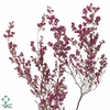ERICA BICOLOR P BUNCH