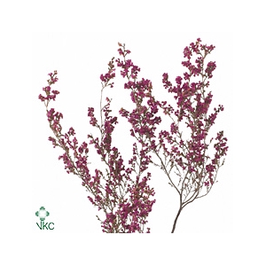 Erica Sparsa Cerise
