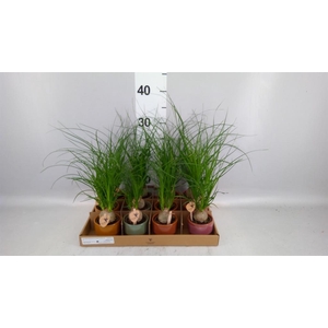 Beaucarnea recurvata