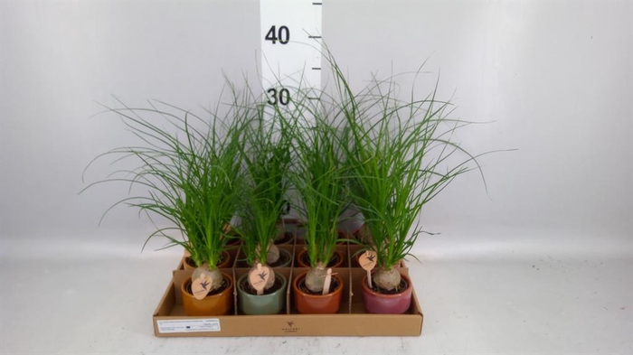 <h4>Beaucarnea recurvata</h4>