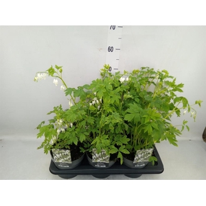 Dicentra spectabilis