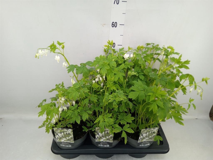 <h4>Dicentra spectabilis</h4>