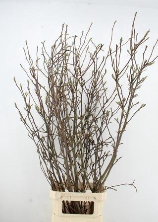 MAGNOLIA GRANDIFLORA X6