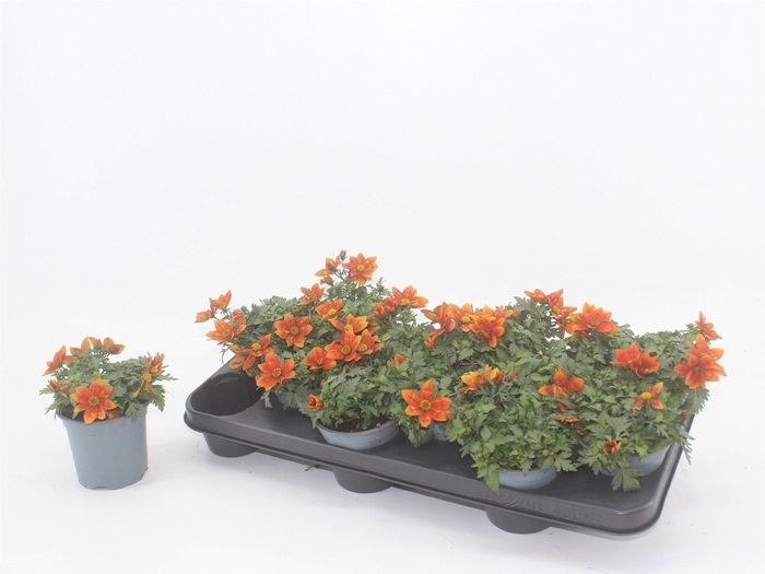 <h4>Bidens fer. 'Solaire Horizon'</h4>