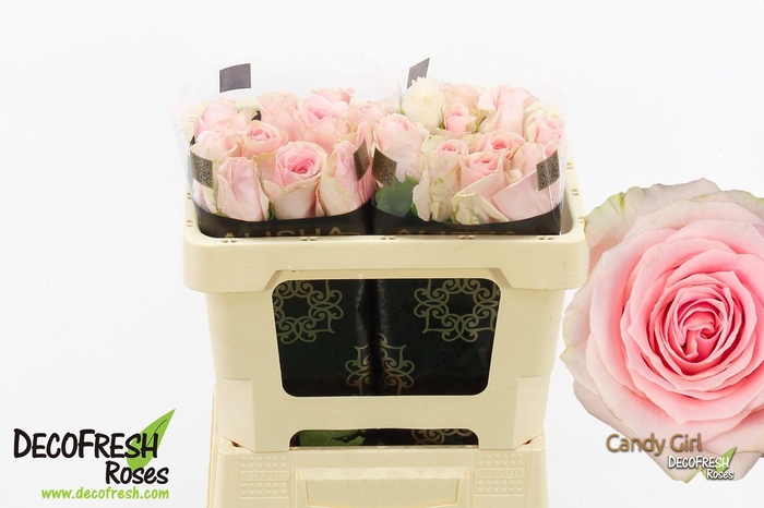 <h4>R Gr Candy Girl</h4>