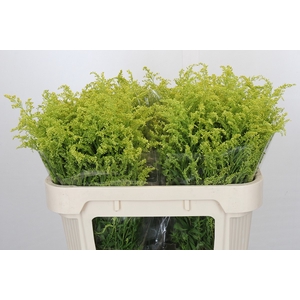 Solidago Tara Gold Buiten