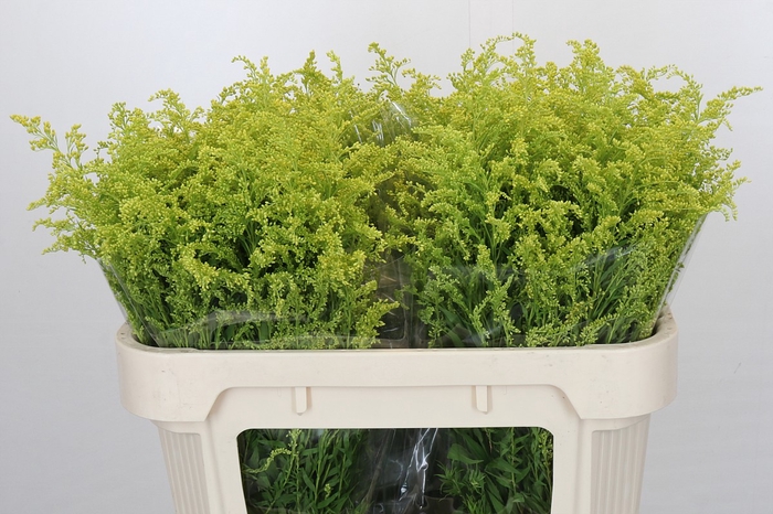 <h4>Solidago Tara Gold Buiten</h4>