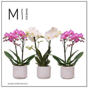 Phalaenopsis Charming Mix 2 spike - 9cm in Rome | Mimesis