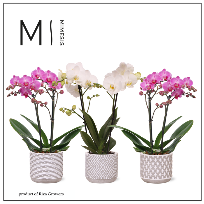 <h4>Phalaenopsis Charming Mix 2 spike - 9cm in Rome | Mimesis</h4>